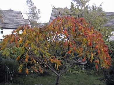 My Tree